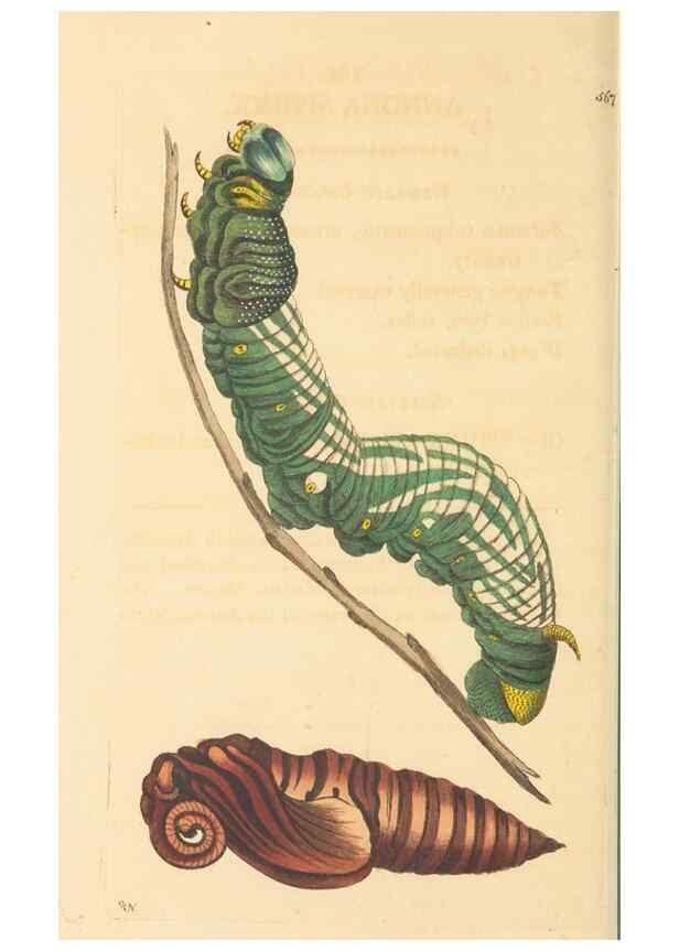 Reproducción/Reproduction 30194029353: The naturalist's miscellany, or Coloured figures of natural objects. London :Printed for Nodder & Co.,1789-1813