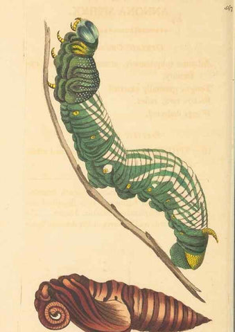 Reproducción/Reproduction 30194029353: The naturalist's miscellany, or Coloured figures of natural objects. London :Printed for Nodder & Co.,1789-1813