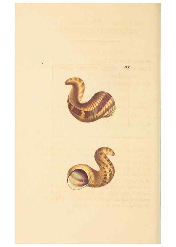Reproducción/Reproduction 30197300664: The naturalist's miscellany, or Coloured figures of natural objects. London :Printed for Nodder & Co.,1789-1813