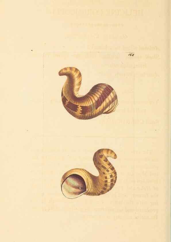 Reproducción/Reproduction 30197300664: The naturalist's miscellany, or Coloured figures of natural objects. London :Printed for Nodder & Co.,1789-1813