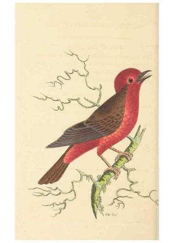 Reproducción/Reproduction 30194033663: The naturalist's miscellany, or Coloured figures of natural objects. London :Printed for Nodder & Co.,1789-1813