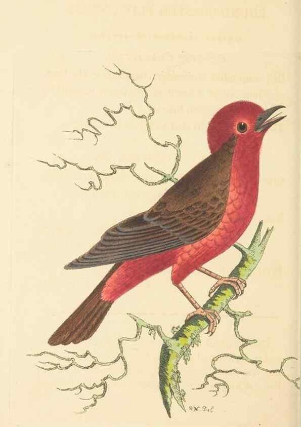 Reproducción/Reproduction 30194033663: The naturalist's miscellany, or Coloured figures of natural objects. London :Printed for Nodder & Co.,1789-1813