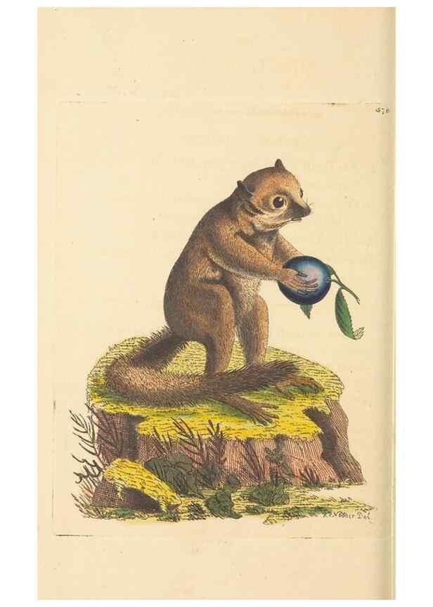 Reproducción/Reproduction 30528082260: The naturalist's miscellany, or Coloured figures of natural objects. London :Printed for Nodder & Co.,1789-1813