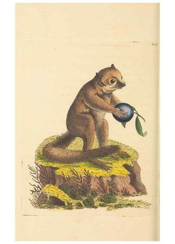 Reproducción/Reproduction 30528082260: The naturalist's miscellany, or Coloured figures of natural objects. London :Printed for Nodder & Co.,1789-1813