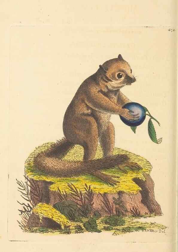 Reproducción/Reproduction 30528082260: The naturalist's miscellany, or Coloured figures of natural objects. London :Printed for Nodder & Co.,1789-1813