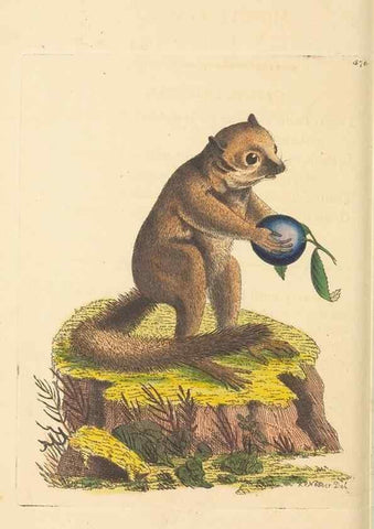 Reproducción/Reproduction 30528082260: The naturalist's miscellany, or Coloured figures of natural objects. London :Printed for Nodder & Co.,1789-1813