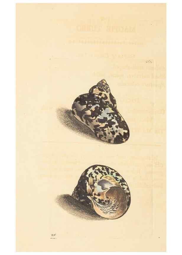 Reproducción/Reproduction 30792389556: The naturalist's miscellany, or Coloured figures of natural objects. London :Printed for Nodder & Co.,1789-1813