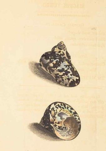 Reproducción/Reproduction 30792389556: The naturalist's miscellany, or Coloured figures of natural objects. London :Printed for Nodder & Co.,1789-1813