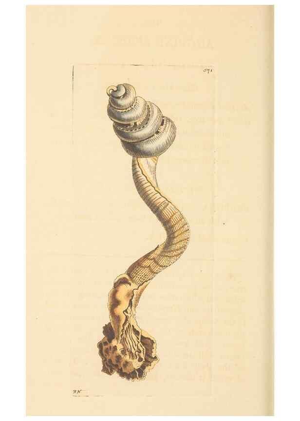 Reproducción/Reproduction 30197306084: The naturalist's miscellany, or Coloured figures of natural objects. London :Printed for Nodder & Co.,1789-1813