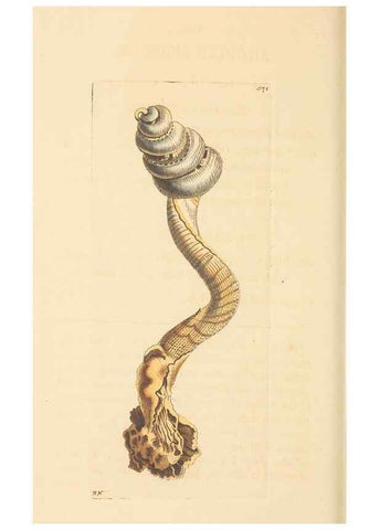 Reproducción/Reproduction 30197306084: The naturalist's miscellany, or Coloured figures of natural objects. London :Printed for Nodder & Co.,1789-1813