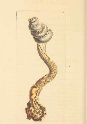 Reproducción/Reproduction 30197306084: The naturalist's miscellany, or Coloured figures of natural objects. London :Printed for Nodder & Co.,1789-1813