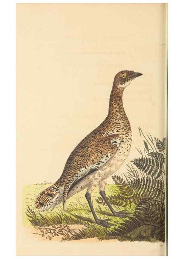 Reproducción/Reproduction 30829040525: The naturalist's miscellany, or Coloured figures of natural objects. London :Printed for Nodder & Co.,1789-1813