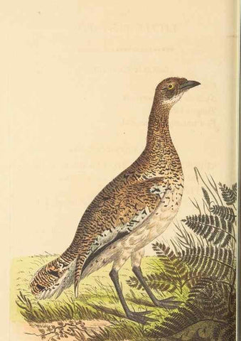 Reproducción/Reproduction 30829040525: The naturalist's miscellany, or Coloured figures of natural objects. London :Printed for Nodder & Co.,1789-1813