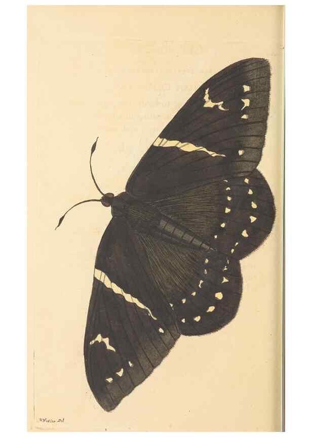 Reproducción/Reproduction 30528090210: The naturalist's miscellany, or Coloured figures of natural objects. London :Printed for Nodder & Co.,1789-1813