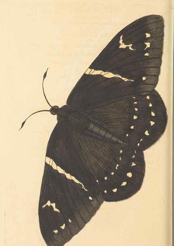 Reproducción/Reproduction 30528090210: The naturalist's miscellany, or Coloured figures of natural objects. London :Printed for Nodder & Co.,1789-1813