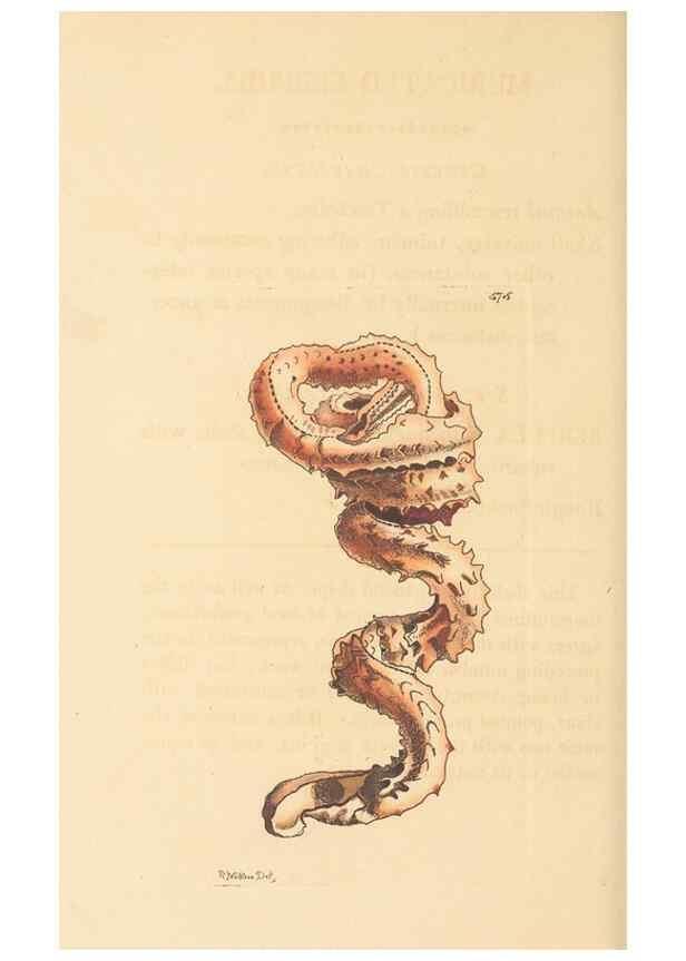 Reproducción/Reproduction 30741196261: The naturalist's miscellany, or Coloured figures of natural objects. London :Printed for Nodder & Co.,1789-1813