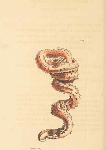 Reproducción/Reproduction 30741196261: The naturalist's miscellany, or Coloured figures of natural objects. London :Printed for Nodder & Co.,1789-1813