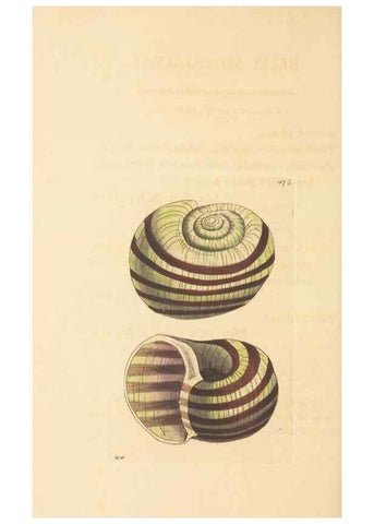 Reproducción/Reproduction 30528095760: The naturalist's miscellany, or Coloured figures of natural objects. London :Printed for Nodder & Co.,1789-1813