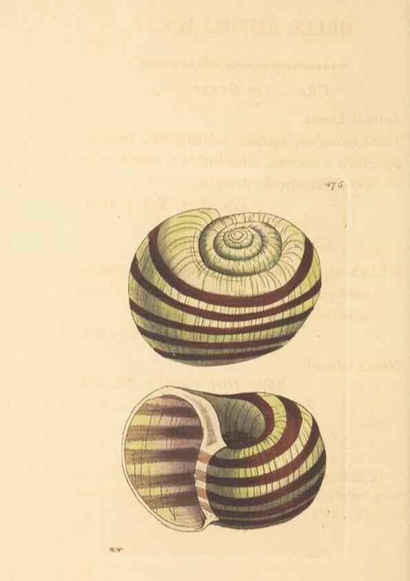 Reproducción/Reproduction 30528095760: The naturalist's miscellany, or Coloured figures of natural objects. London :Printed for Nodder & Co.,1789-1813