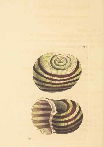 Reproducción/Reproduction 30528095760: The naturalist's miscellany, or Coloured figures of natural objects. London :Printed for Nodder & Co.,1789-1813