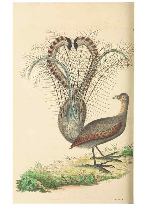 Reproducción/Reproduction 30197322534: The naturalist's miscellany, or Coloured figures of natural objects. London :Printed for Nodder & Co.,1789-1813