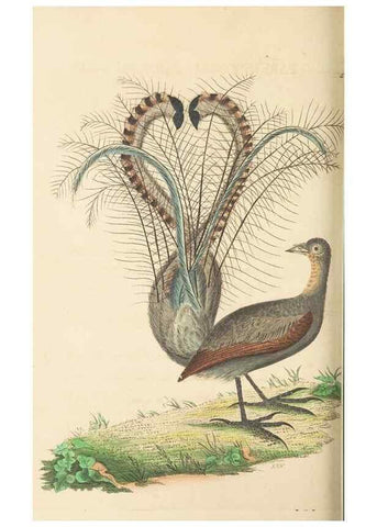 Reproducción/Reproduction 30197322534: The naturalist's miscellany, or Coloured figures of natural objects. London :Printed for Nodder & Co.,1789-1813