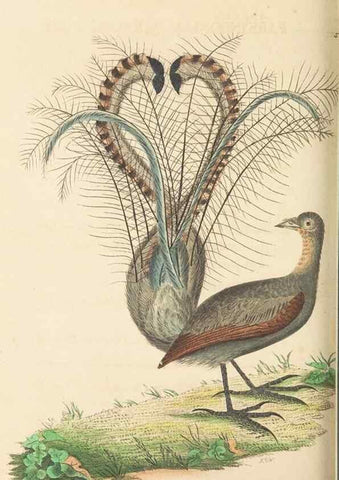 Reproducción/Reproduction 30197322534: The naturalist's miscellany, or Coloured figures of natural objects. London :Printed for Nodder & Co.,1789-1813