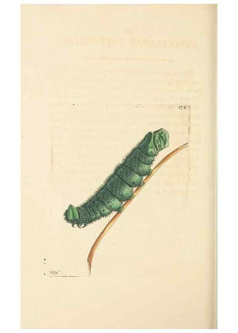 Reproducción/Reproduction 30792408676: The naturalist's miscellany, or Coloured figures of natural objects. London :Printed for Nodder & Co.,1789-1813