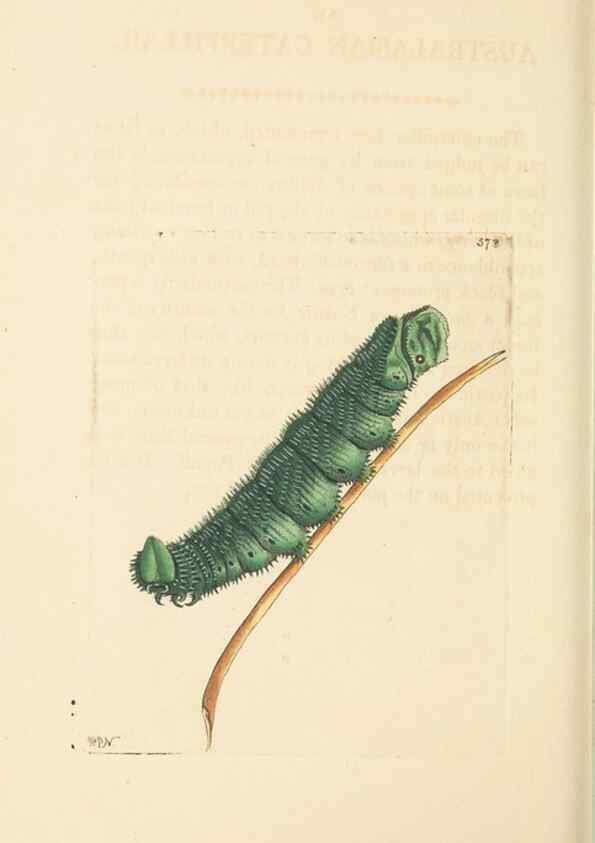 Reproducción/Reproduction 30792408676: The naturalist's miscellany, or Coloured figures of natural objects. London :Printed for Nodder & Co.,1789-1813