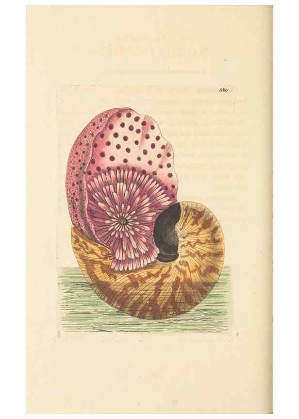 Reproducción/Reproduction 30528107070: The naturalist's miscellany, or Coloured figures of natural objects. London :Printed for Nodder & Co.,1789-1813