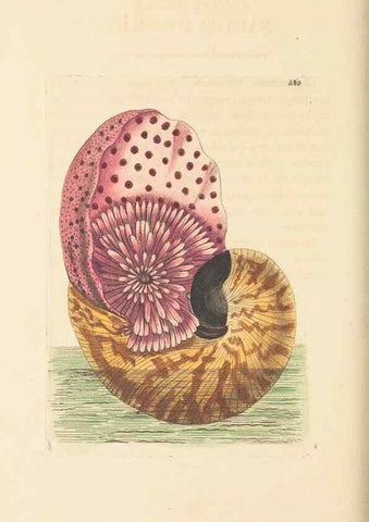 Reproducción/Reproduction 30528107070: The naturalist's miscellany, or Coloured figures of natural objects. London :Printed for Nodder & Co.,1789-1813