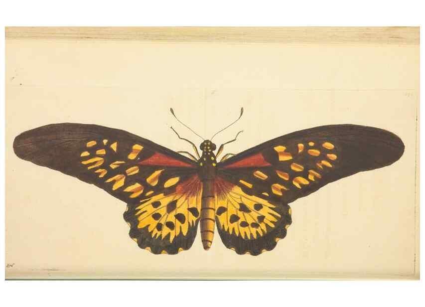 Reproducción/Reproduction 30197307934: The naturalist's miscellany, or Coloured figures of natural objects. London :Printed for Nodder & Co.,1789-1813