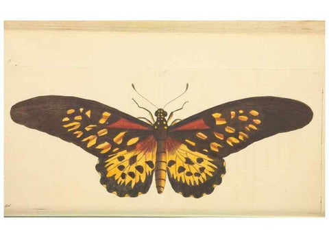 Reproducción/Reproduction 30197307934: The naturalist's miscellany, or Coloured figures of natural objects. London :Printed for Nodder & Co.,1789-1813