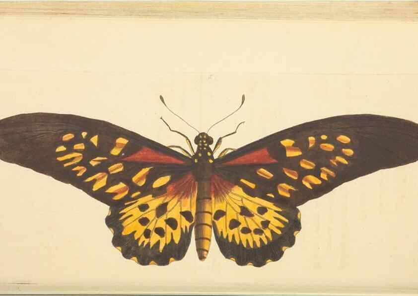 Reproducción/Reproduction 30197307934: The naturalist's miscellany, or Coloured figures of natural objects. London :Printed for Nodder & Co.,1789-1813