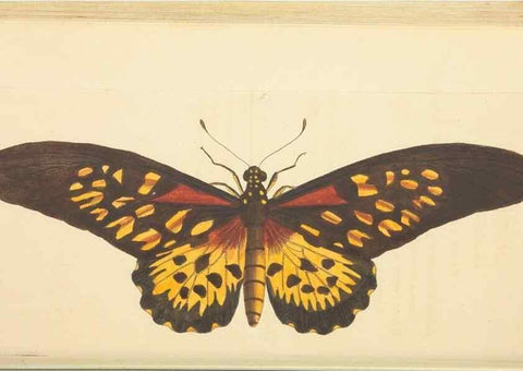 Reproducción/Reproduction 30197307934: The naturalist's miscellany, or Coloured figures of natural objects. London :Printed for Nodder & Co.,1789-1813