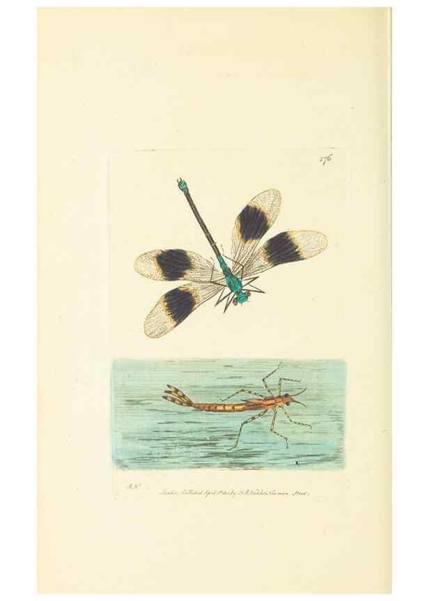 Reproducción/Reproduction 30740716941: The naturalist's miscellany, or Coloured figures of natural objects. London :Printed for Nodder & Co.,1789-1813