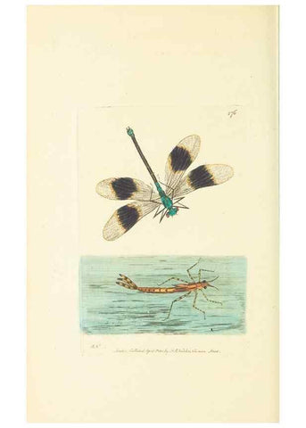 Reproducción/Reproduction 30740716941: The naturalist's miscellany, or Coloured figures of natural objects. London :Printed for Nodder & Co.,1789-1813