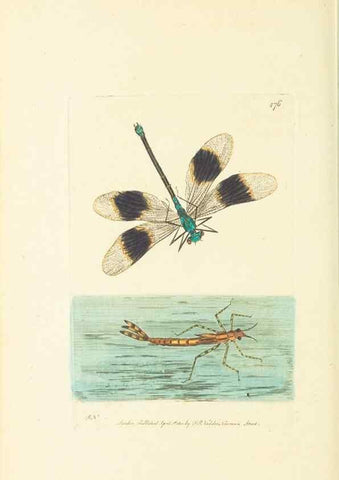 Reproducción/Reproduction 30740716941: The naturalist's miscellany, or Coloured figures of natural objects. London :Printed for Nodder & Co.,1789-1813