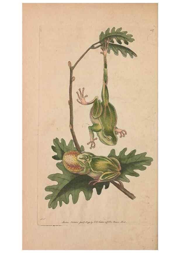 Reproducción/Reproduction 30550607450: The naturalist's miscellany, or Coloured figures of natural objects. London :Printed for Nodder & Co.,1789-1813