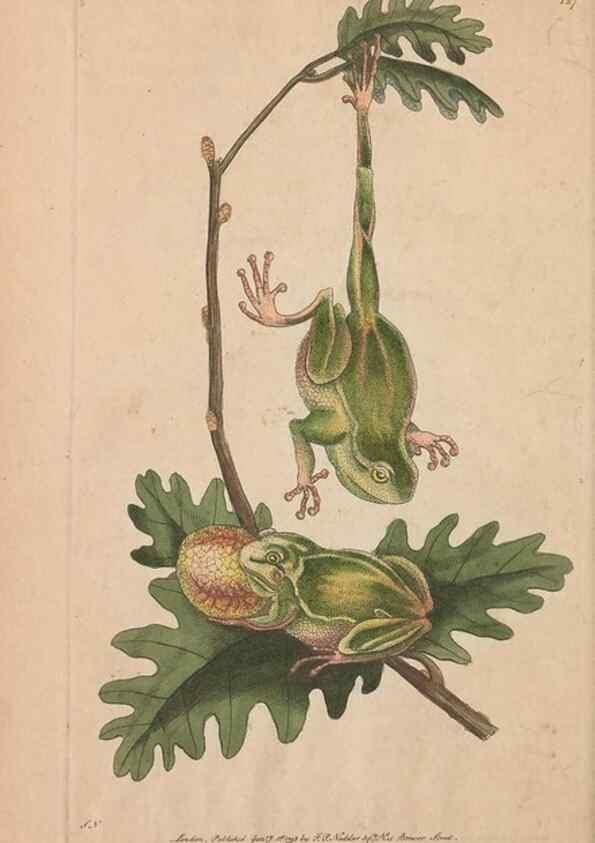 Reproducción/Reproduction 30550607450: The naturalist's miscellany, or Coloured figures of natural objects. London :Printed for Nodder & Co.,1789-1813