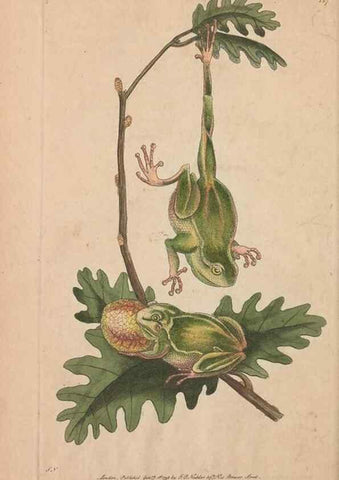 Reproducción/Reproduction 30550607450: The naturalist's miscellany, or Coloured figures of natural objects. London :Printed for Nodder & Co.,1789-1813