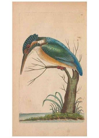 Reproducción/Reproduction 30216125753: The naturalist's miscellany, or Coloured figures of natural objects. London :Printed for Nodder & Co.,1789-1813