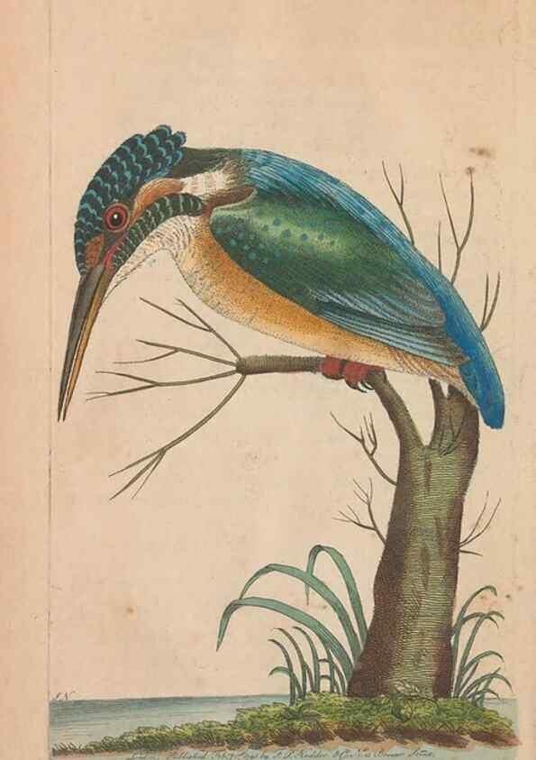Reproducción/Reproduction 30216125753: The naturalist's miscellany, or Coloured figures of natural objects. London :Printed for Nodder & Co.,1789-1813
