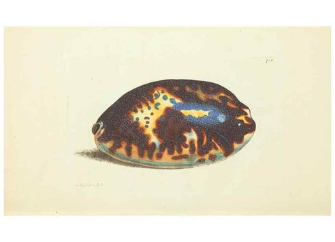 Reproducción/Reproduction 30234628253: The naturalist's miscellany, or Coloured figures of natural objects. London :Printed for Nodder & Co.,1789-1813