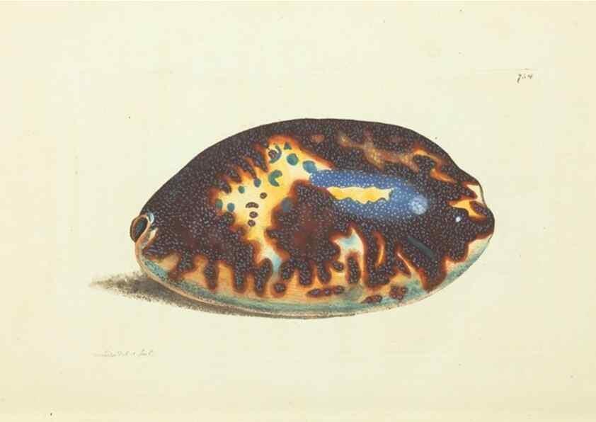 Reproducción/Reproduction 30234628253: The naturalist's miscellany, or Coloured figures of natural objects. London :Printed for Nodder & Co.,1789-1813