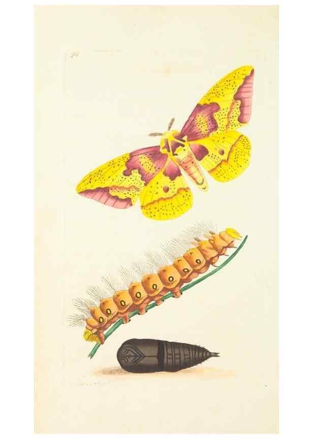 Reproducción/Reproduction 30870183145: The naturalist's miscellany, or Coloured figures of natural objects. London :Printed for Nodder & Co.,1789-1813