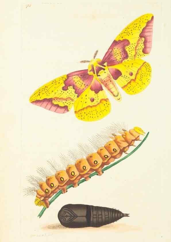 Reproducción/Reproduction 30870183145: The naturalist's miscellany, or Coloured figures of natural objects. London :Printed for Nodder & Co.,1789-1813