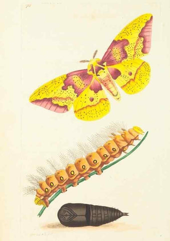 Reproducción/Reproduction 30870183145: The naturalist's miscellany, or Coloured figures of natural objects. London :Printed for Nodder & Co.,1789-1813