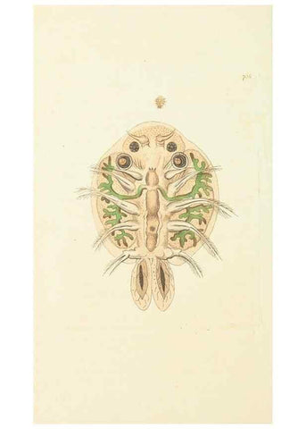 Reproducción/Reproduction 30753591352: The naturalist's miscellany, or Coloured figures of natural objects. London :Printed for Nodder & Co.,1789-1813