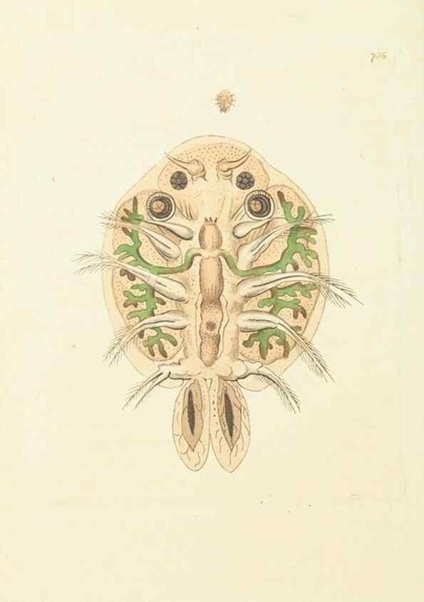 Reproducción/Reproduction 30753591352: The naturalist's miscellany, or Coloured figures of natural objects. London :Printed for Nodder & Co.,1789-1813